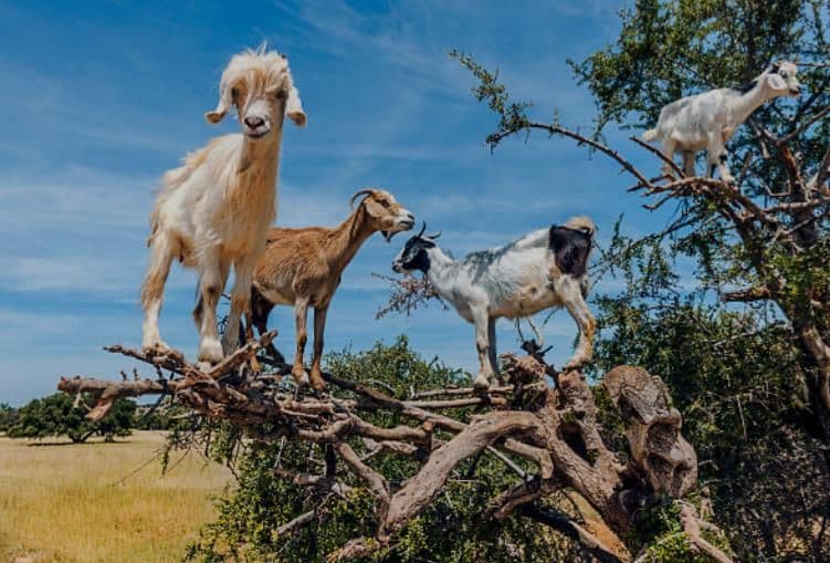 Croco Park & Goat Tree Tour