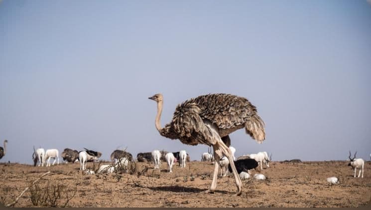 Souss Massa National Park Tour